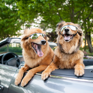 Dogs in a convertible
